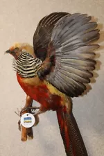 #0162 Red Golden Pheasant (Chrysolophus Pictus) Taxidermy Wall Mount