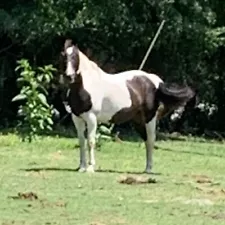 4+ pounds Fresh All Purpose Horse Manure - Unleached Organic Fertilizer