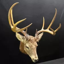 10 Point Whitetail deer taxidermy Head mount for sale