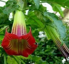 Brugmansia Sanguinea Scarlet Angels Trumpet Datura Red Flower - 10 to 100 Seeds