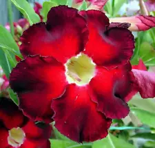 2Pcs Adenium Obesum Desert Rose Bonsai Perennial Flower Seeds Home Garden Plants