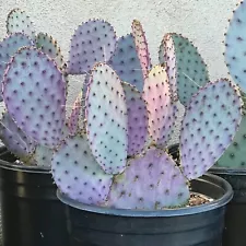 Opuntia 'Santa Rita' Prickly Pear Cactus - One Unrooted Cactus Pad Cutting