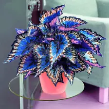 100Pcs Coleus Flower Seeds Rare 4 Kinds Color Perennial Dragon Plant Bonsai Home