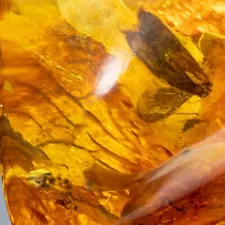 Baltic Amber with Insect inclusion fossil polished stone 0.24 oz bernstein#6869T