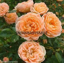 8 Variety Climbing Rose Seeds Climber Rosa Multiflora Perennial Fragrant Flower