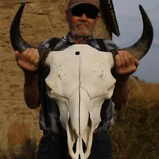 Buffalo Bison Head Skull Horns