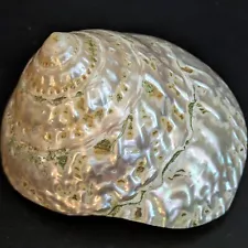 Mother of Pearl Turbo Sea Snail Seashell 4 in