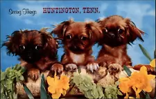 Cute Pekingese puppies Seeing Things Huntington Tennessee ~ 1940s linen postcard