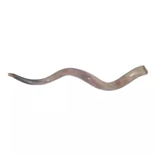 Sale For chofar Kudu Yemenite Horn Shofar 35"-39" (90-99 CM Kosher All Polished