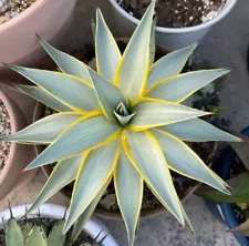 Agave desmetiana 'Galaxy Trave'Beautiful agave succulent plant 12-15cm