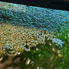 Mini Duckweed LIVE Floating Aquarium Plants ~ Fish Tank, Pond, Water Garden