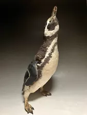 stuffed animal,Real Bird Magellanic penguin (Spheniscus magellanicus) taxidermy