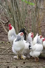 Light Brahma Chicken Hatching Eggs 10 + 2