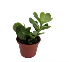 2 x Trailing Jade Plant Senecio jacobsenii Easy to grow House Plant - 2.5" Pot