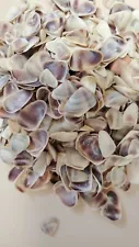 Tiny Coquinas Seashells / For Sale By The Pound, 1/4 to 1/2 inch sizes - SS-154