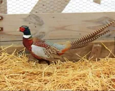 18 ringneck pheasant hatching eggs for sale