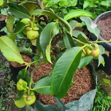 Mangosteen fruit plants grafted in pots quickly bear fruit fast shipping