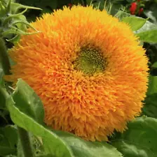 Organic Decorative Sunflower Seeds "Teddy Bear " Dwarf Flower Medvejonok 20 Seed