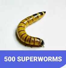 500 LARGE LIVE SUPERWORMS 1.5”-2” Free Shipping LIVE ARRIVAL GUARANTEE