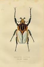 Antique Print-Insect-Depiction of the Goliath Cacicus beetle-Desmares-ca. 1840