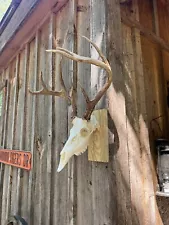 wooden euro mount plaque Skull Mount Hanger