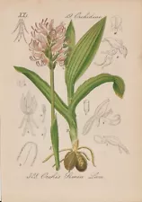 Monkey Orchid (Orchis simia) Chromo-Lithograph from 1880