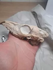 fossil camel skull white river formation unique possible predator kill mark