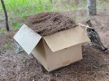 Pine Straw, Red Pine Needles, 10 Pounds