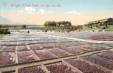 20 Acres of Drying Prunes San Jose California M Rieder 9164