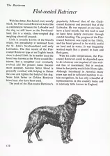 The Flat Coated Retriever - CUSTOM MATTED - Vintage Dog Art Print - "G"