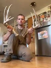 200” Typical Whitetail Shed Antlers