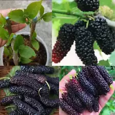 Pakistan Fresh Mulberry Cuttings Organic Rare Tropical Tree Live Root Grafting