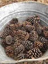 50 Natural pine cones - small/med/large assortment for crafts, decorations