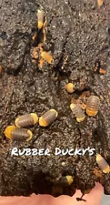 rubber ducky isopod for sale