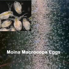 20k Moina Macrocopa eggs High protein Food For Betta Killifish Guppy Fish tank