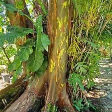 LIVE PLANT TREE Rainbow Eucalyptus, Mindanao Gum, Bagras, Kamarere, Deglupta 3ft