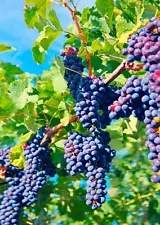 MERLOT grapes on vine - 3D Lenticular Post Card Greeting Card