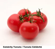 celebrity tomato plants for sale