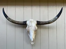 LONGHORN STEER SKULL 4 FEET UnPOLISHED BULL HORN MOUNTED COW HEAD