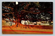 Santa Barbara,CA Moreton Bay Fig Tree California Vintage Postcard