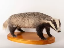 Stuffed European Badger (Meles Meles) Taxidermy Stand Mount Real Animal