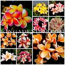 1000 SEEDS PLUMERIA FRANGIPANI RUBRA MIXED ASSORTED COLOURS SET 2 FREE SHIPPING