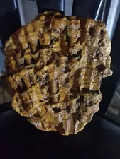 coral fossils for sale