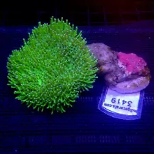 Neon Green Toadstool Leather Coral Medium WYSIWYG - Indigo Corals - IC 3419