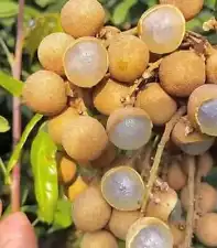 Grafted Longan Puangray fruit Tree, Fast Shipping