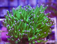 #40 Cotton Candy Torch Coral Frag WYSIWYG Live Coral Sale