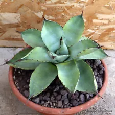 agave parryi for sale