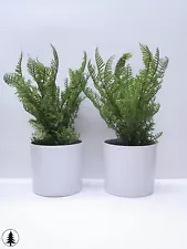 Set of 2 10" White Potted Ferns Artificial Plants Nature