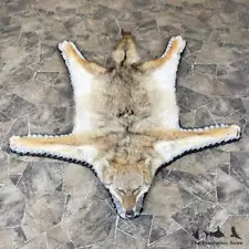 #24309 EL | North American Coyote Taxidermy Rug For Sale