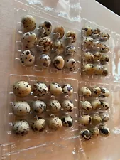 48 brown pharaoh coturnix quail hatching eggs for sale